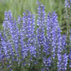 Color Spires® 'Azure Snow' Salvia 13 Color Spires® 'Azure Snow' Salvia -Plant Series salvia azure snow 4 sw