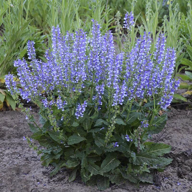 Color Spires® 'Azure Snow' Salvia 3 Color Spires® 'Azure Snow' Salvia