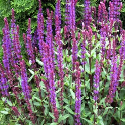 'Caradonna' Salvia -Plant Series salvia caradonna 2