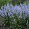 Color Spires® 'Crystal Blue' Salvia
