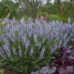 Color Spires® 'Crystal Blue' Salvia -Plant Series salvia crystal blue 2 sw
