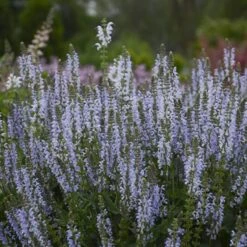 Color Spires® 'Crystal Blue' Salvia -Plant Series salvia crystal blue 3 sw