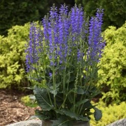 Color Spires® 'Indiglo Girl' Salvia -Plant Series salvia indiglo girl 3 sw