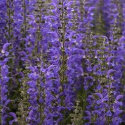 Color Spires® 'Indiglo Girl' Salvia -Plant Series salvia indiglo girl 4 sw