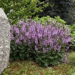 Color Spires® 'Pink Dawn' Salvia 9 Color Spires® 'Pink Dawn' Salvia -Plant Series salvia pink dawn 1 sw