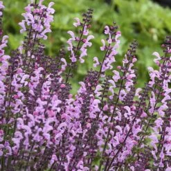Color Spires® 'Pink Dawn' Salvia 10 Color Spires® 'Pink Dawn' Salvia -Plant Series salvia pink dawn 3 sw