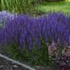 Color Spires® 'Violet Riot' Salvia -Plant Series salvia violet riot 2 sw