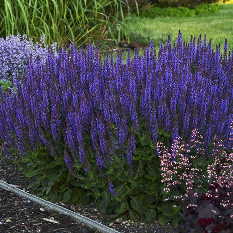Color Spires® 'Violet Riot' Salvia 3 Color Spires® 'Violet Riot' Salvia