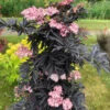 Laced Up® Elderberry 1 Laced Up® Elderberry -Plant Series sambucus laced up 1
