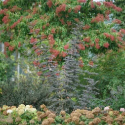 Laced Up® Elderberry -Plant Series sambucus laced up 3