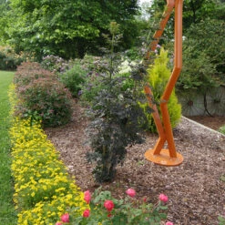 Laced Up® Elderberry -Plant Series sambucus laced up 4