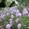 'Butterfly Blue' Pincushion Flower -Plant Series scabiosa butterfly blue 1 sw