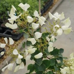Flirty Girl™ False Hydrangea Vine 7 Flirty Girl™ False Hydrangea Vine -Plant Series schizophragma flirty girl 2 sw