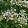 Flirty Girl™ False Hydrangea Vine 2 Flirty Girl™ False Hydrangea Vine -Plant Series schizophragma flirty girl 3 sw