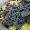 Sunsparkler® 'Blue Elf' Sedoro -Plant Series sedoro blue elf sedum 1