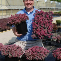Sunsparkler® 'Blue Elf' Sedoro 9 Sunsparkler® 'Blue Elf' Sedoro -Plant Series sedoro blue elf sedum 3