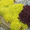 Golden Stonecrop -Plant Series sedum acre aureum 1 sw