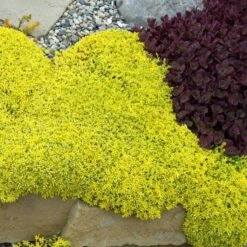 Golden Stonecrop -Plant Series sedum acre aureum 2 sw