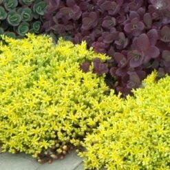 Golden Stonecrop -Plant Series sedum acre aureum 3 sw