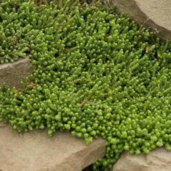 Golden Stonecrop -Plant Series sedum acre aureum 4 sw