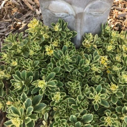 Rock 'N Low® 'Boogie Woogie' Stonecrop -Plant Series sedum boogie woogie 2