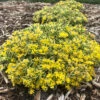 Rock 'N Low® 'Boogie Woogie' Stonecrop -Plant Series sedum boogie woogie 3