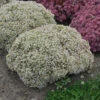 Rock 'N Round 'Bundle Of Joy' Stonecrop 1 Rock 'N Round 'Bundle Of Joy' Stonecrop -Plant Series sedum bundle of joy 2