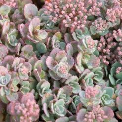 Succulent Ground Cover Collection -Plant Series sedum cauticola lidakense 1 63b063a7 3f2a 492e bc5c d5b12f64e4e7