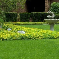 Japanese Stonecrop (Sedum Ellacombianum) -Plant Series sedum ellacombianum 5 sw