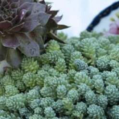 'Himalayan Skies' Stonecrop