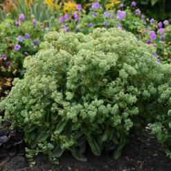 Rock 'N Grow® 'Lemonjade' Stonecrop 9 Rock 'N Grow® 'Lemonjade' Stonecrop -Plant Series sedum lemon jade 3