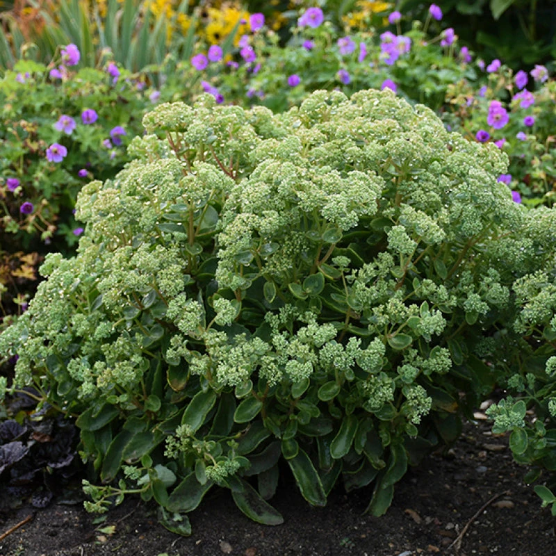 Rock 'N Grow® 'Lemonjade' Stonecrop 5 Rock 'N Grow® 'Lemonjade' Stonecrop - Image 3
