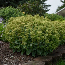 Rock 'N Grow® 'Lemonjade' Stonecrop 10 Rock 'N Grow® 'Lemonjade' Stonecrop -Plant Series sedum lemon jade 4