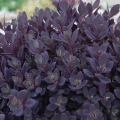 Sunsparkler® 'Plum Dazzled' Stonecrop