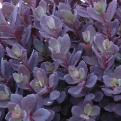 Sunsparkler® 'Plum Dazzled' Stonecrop -Plant Series sedum plum dazzled 3