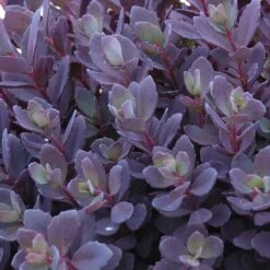 Succulent Ground Cover Collection -Plant Series sedum plum dazzled 3 410c15ec d900 499d b6a2 76de782414ab
