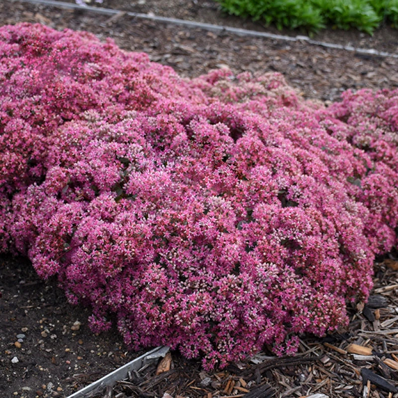 Rock 'N Round™ 'Popstar' Stonecrop 3 Rock 'N Round™ 'Popstar' Stonecrop