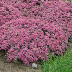 Rock 'N Round™ 'Popstar' Stonecrop 10 Rock 'N Round™ 'Popstar' Stonecrop -Plant Series sedum pop star 4