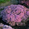 Rock 'N Round 'Pride And Joy' Stonecrop -Plant Series sedum pride joy 1