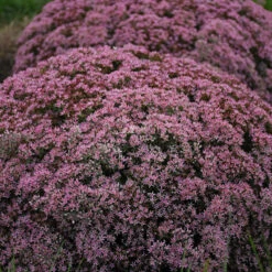 Rock 'N Round 'Pride And Joy' Stonecrop 7 Rock 'N Round 'Pride And Joy' Stonecrop -Plant Series sedum pride joy 3