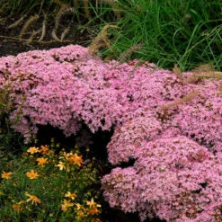 Rock 'N Round™ 'Pure Joy' Stonecrop 10 Rock 'N Round™ 'Pure Joy' Stonecrop -Plant Series sedum pure joy 1