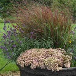 Rock 'N Round™ 'Pure Joy' Stonecrop 13 Rock 'N Round™ 'Pure Joy' Stonecrop -Plant Series sedum pure joy 3