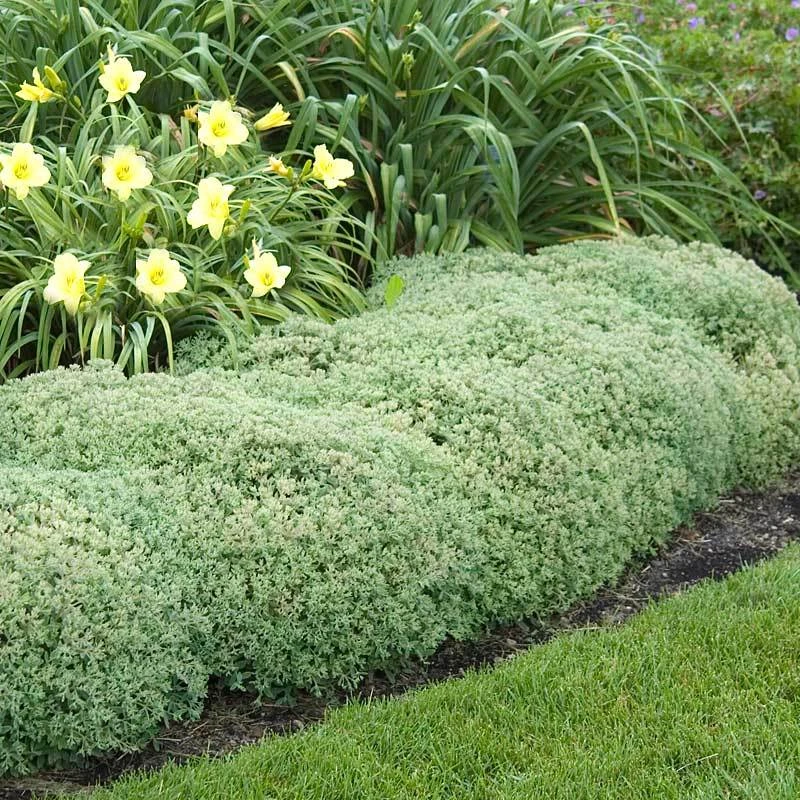 Rock 'N Round™ 'Pure Joy' Stonecrop 4 Rock 'N Round™ 'Pure Joy' Stonecrop - Image 2