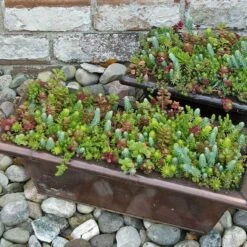 SedumSod® -Plant Series sedum sod 12