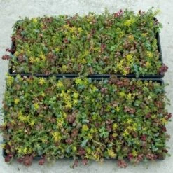 SedumSod® -Plant Series sedum sod 3