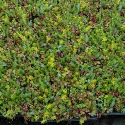 SedumSod® -Plant Series sedum sod 4