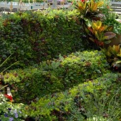 SedumSod® -Plant Series sedum sod 6