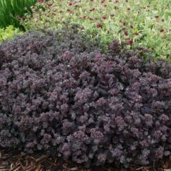 Sunsparkler® 'Dazzleberry' Stonecrop -Plant Series sedum sunsparkler dazzleberry 4 sw