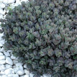 Sunsparkler® 'Dazzleberry' Stonecrop -Plant Series sedum sunsparkler dazzleberry 7 sw