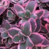 Sunsparkler® 'Dream Dazzler' Stonecrop -Plant Series sedum sunsparkler dream dazzler 1